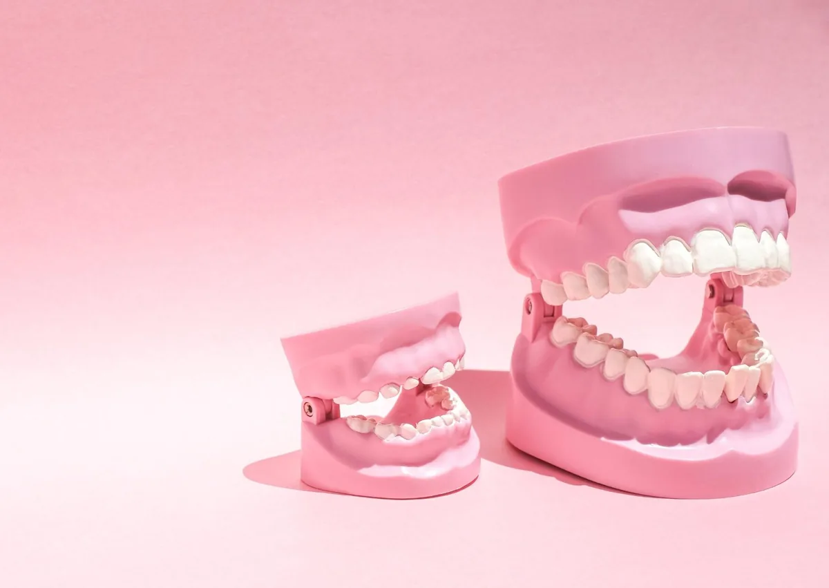 Adult and child dental models illustrating how many teeth humans have at different stages of life.